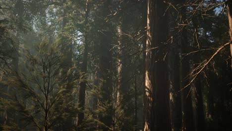 Sequoia-National-Park-under-the-fog-mist-clouds